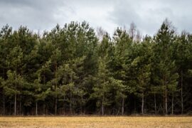 Coniferous Pine Tree Forest Web