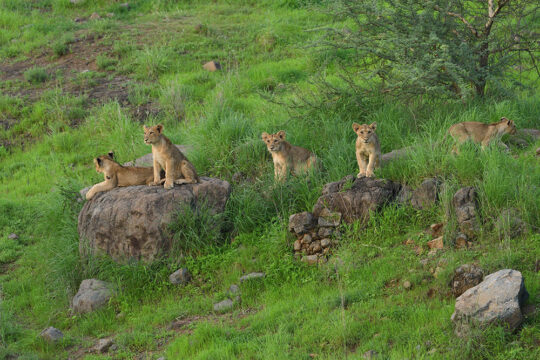 Gir Forest National Park