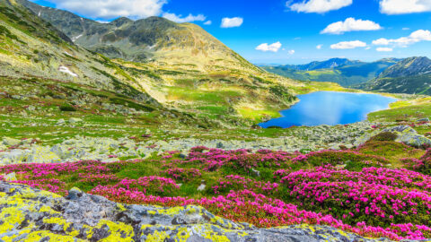 Valley Of Flowers