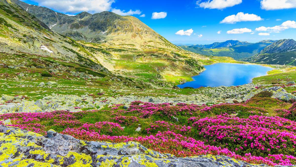 Valley Of Flowers