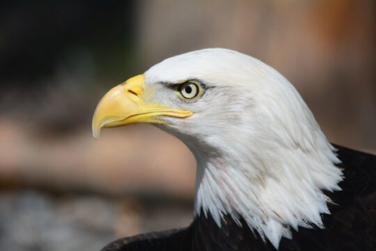 Bald Eagle 140793 1280