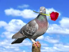 Pigeon Red Rose 9086635