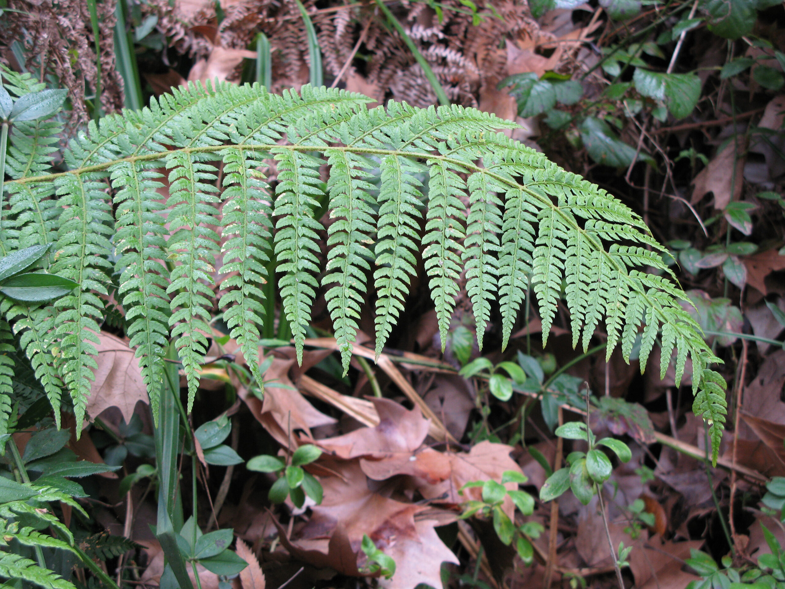 Fern Leaf 1380051