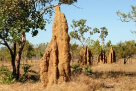 Termite Mounds 695209 640