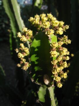 Cactus Flower