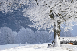 Snowy Tree3