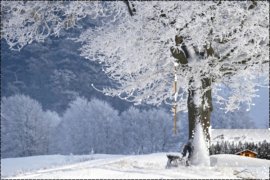 Snowy Tree3