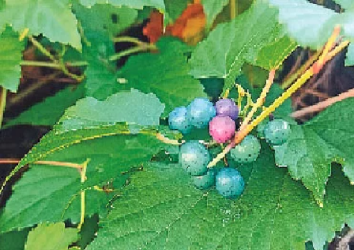 Wild Grape