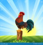 Cartoon Rooster Crowing Dawn Illustration Ofcartoon 77893669 3108459493