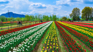 Best Time To Visit Srinagar Tulip Garden