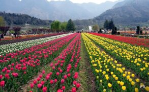 J40o62o4 Srinagar Tulip Garde Pti 625x300 01 April 23