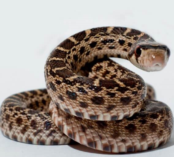 Coiled Snake