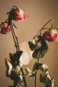 Dead Rose