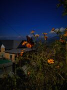 Mountains And Butterfly On Flower