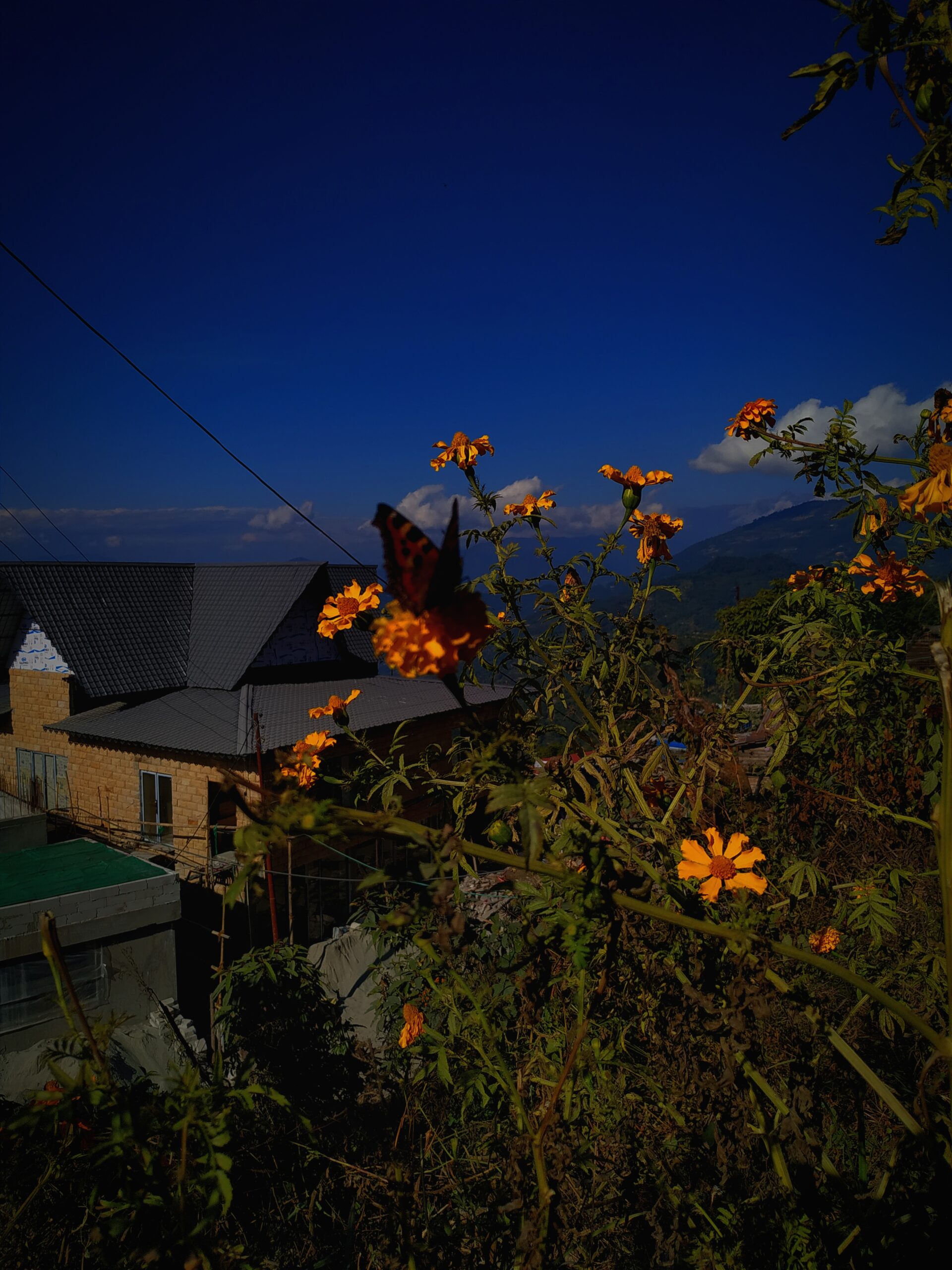 Mountains And Butterfly On Flower