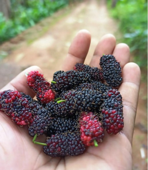 Mulberries