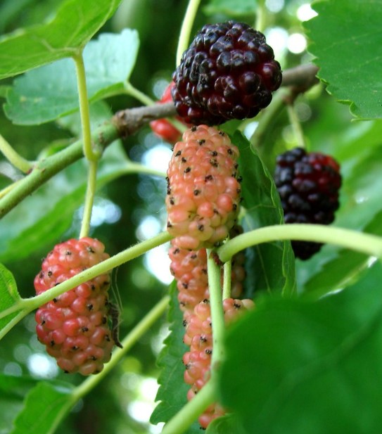 Mulberries 1