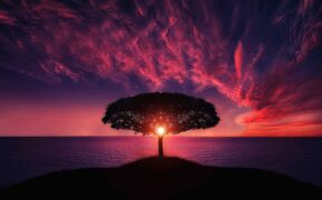 Tree 736885 1280