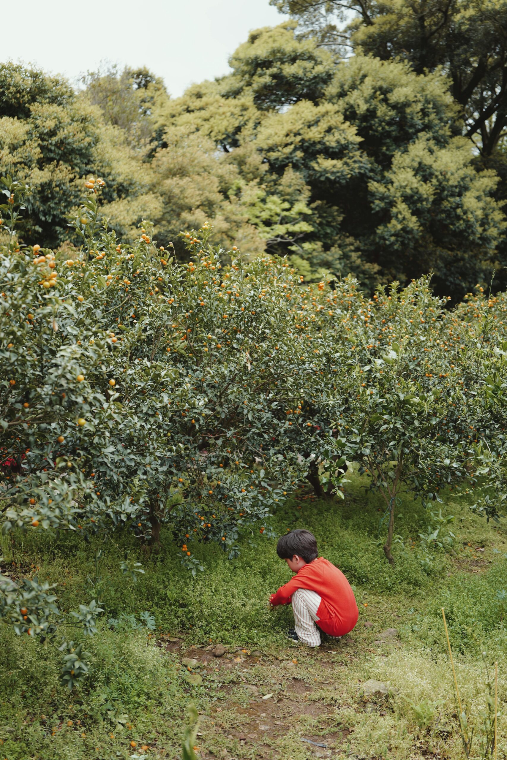Pexels Little Forest 2150377525 31788460
